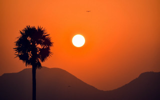 Palm tree sunset desert city - palm tree free wallpaper