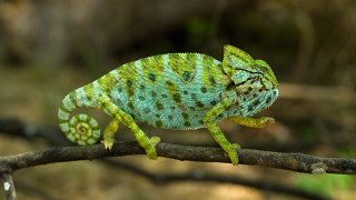 Green chameleon branch nature depth - wild free wallpaper