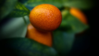 Orange branch leaves bokeh depth - photorealism free wallpaper