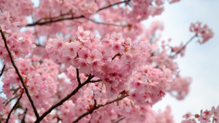 Pink sakura blossoms blue sky - a blue sky in the background free wallpaper for desktop