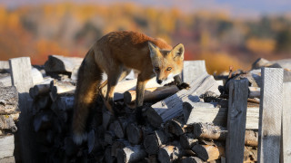 Fox wood pile forest blurry - primitivism free wallpaper