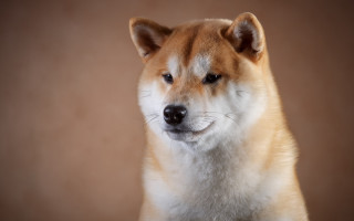 Shiba dog white nose ring - a black nose free wallpaper