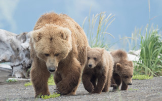 Bear cubs mountain range wildlife - her cub free wallpaper