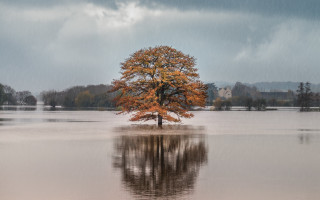 Lone tree flooded area dark - a photo free wallpaper