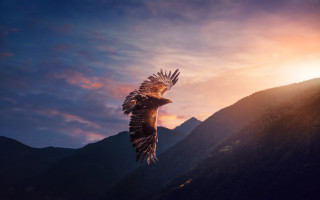 Bird sunset mountains sunbeam cinematic - a sunbeam free wallpaper