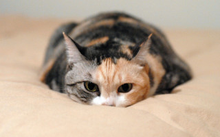 Cat brown blanket blurry photorealistic - a bed free wallpaper