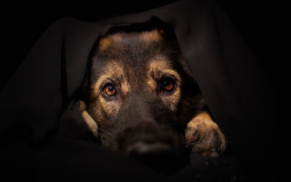 Dog hiding blanket dark head - his head free wallpaper
