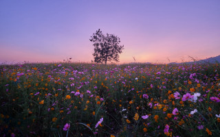 Flower field sunset tree purple - a field of flowers free wallpaper