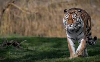 Tiger walking lush green field 3 - a tiger free wallpaper