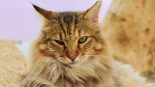 Serious cat green eyes rock - a rock formation free wallpaper