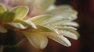 Flower water droplets macro photography 2 - petal free wallpaper for desktop