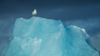 Seagull iceberg ocean cloudy sky - a seagull free wallpaper