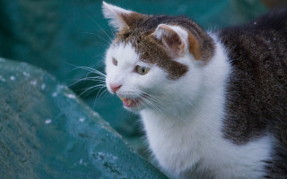 Cat open mouthed on rock - a rock wall free wallpaper