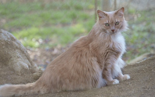 Cat rock grass fence tilt - a cat free wallpaper