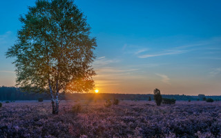 Tree sunset clouds nature horizon - andor basch free wallpaper