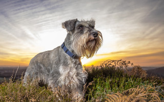 Dog field sunset clouds beach - the sun free wallpaper