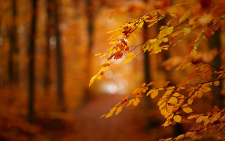 Forest path autumn leaves blurry - a path free wallpaper