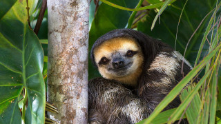 Sloth jungle leaves bamboo plant - a face free wallpaper