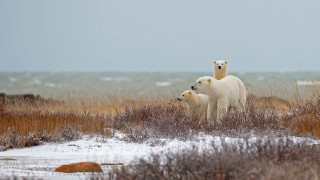 Polar bear cub snow grass - polar free wallpaper