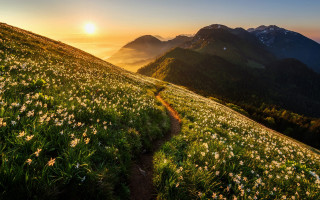Alpine wildflowers sunset mountains neo - sunset free wallpaper