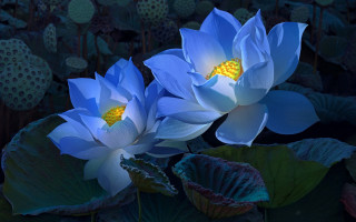 Blue lotus pond water lilies - diffuse free wallpaper
