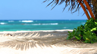 Palm tree beach ocean blue - the ocean in the background free wallpaper