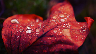 Red leaf water droplets macro 9 - a few bush free wallpaper