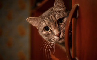 Cat peeking cabinet door portrait - carlos catasse free wallpaper for desktop