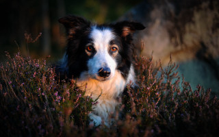 Dog sitting flowers sad look - a field of flowers free wallpaper