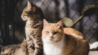 Cats fence table cushion blurry - a table next free wallpaper