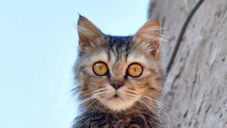 Cat yellow eyes ledge blue - symmetrical eye free wallpaper
