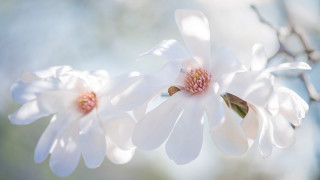 White flower closeup sky background - soft color free wallpaper