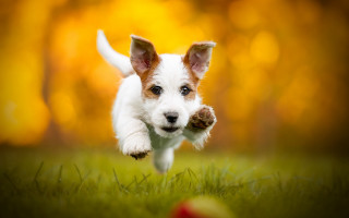 Dog running field autumn blurry - tree in the background free wallpaper