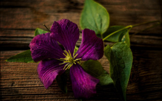 Purple flower green leaves wooden - a purple flower free wallpaper
