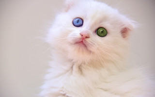 White cat blue green eyes - a white wall free wallpaper