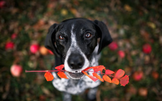 Dog stick leaves looking up - mouth free wallpaper