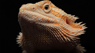 Lizard head closeup black background - adam rex free wallpaper