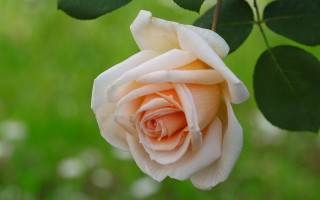 White rose green leaves blurry - the background and a blurry background of grass free wallpaper