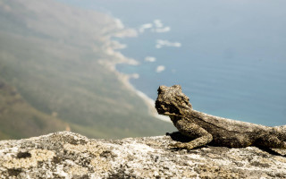 Lizard rock water cliff overlook - a lizard free wallpaper
