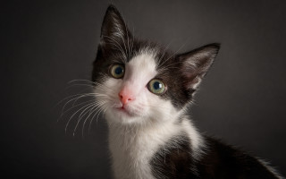 Black white kitten green eyes - a red nose free wallpaper