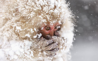 Monkey snow nose ring cherry - a nose ring free wallpaper