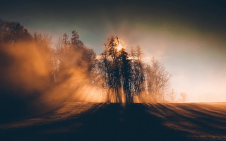 Tree fog sunset lake reflection - free forest wallpaper