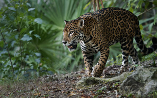 Leopard forest leaves bush camouflage - tongue free wallpaper