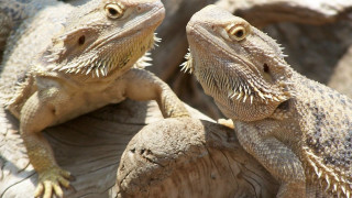 Lizard stump dragon puzzle animal - dragon art free wallpaper