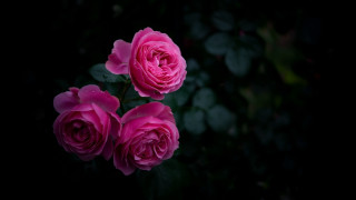 Pink roses dark room leaves - a few pink flower free wallpaper