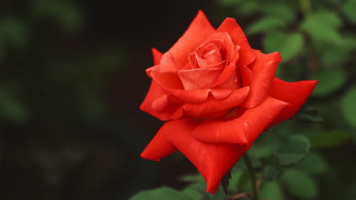 Red rose green leaves dark - a dark background behind free wallpaper