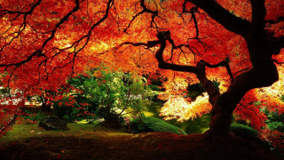 Tree red leaves park bench 10 - a park free wallpaper
