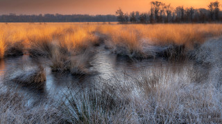 Field tallgrass water trees sunset - impressionist free wallpaper