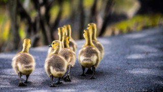 Ducks walking road trees bushes - bernd fasching free wallpaper for desktop