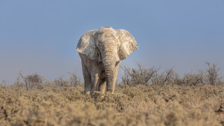 Elephant drygrass blueSky bushes nature - an elephant free wallpaper